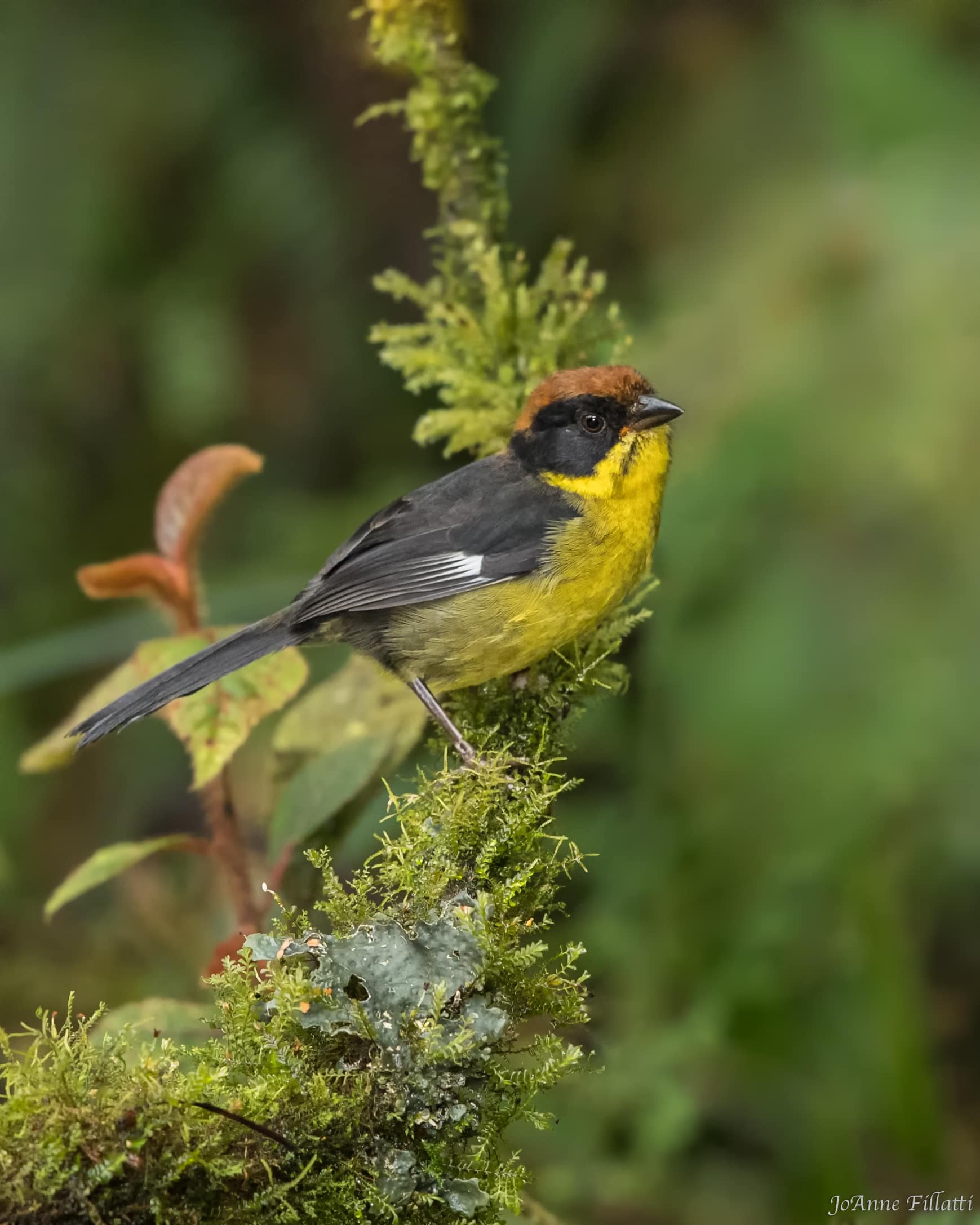 bird of ecuador image 10